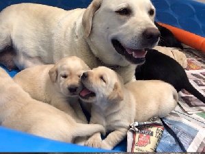 Labrador Retriever P offer Dogs & Puppies