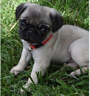  Health Pug Puppies For Sale now  Picture