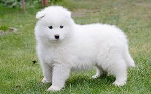 samoyed puppies for sale  offer Dogs & Puppies