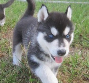 Blue Eyes Siberian Husky Pups Picture
