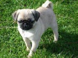 Pug Puppies ready for Re-homing  offer Dogs & Puppies