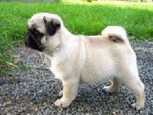 Pug Puppies ready for Re-homing  Picture