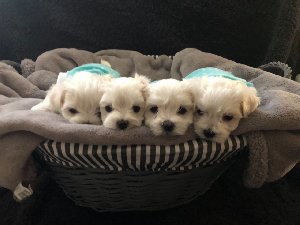 Kc Registered Maltese Puppies. offer Dogs & Puppies