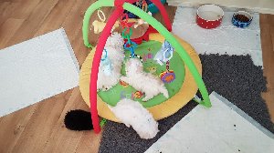 Kc Registered Maltese Puppies. Picture