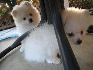 Miniature Pomeranian Puppies Now! offer Dogs & Puppies