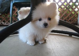 Miniature Pomeranian Puppies Now! Picture