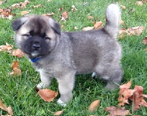 TRAINED AKITA PUPPIES READY FOR XMA Picture