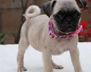 Kc registered Pug puppies for free offer Dogs & Puppies
