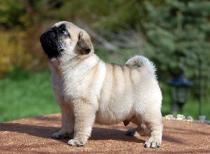 Kc registered Pug puppies for free Picture