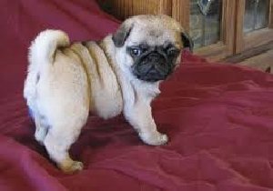 Kc registered Pug puppies for free Picture