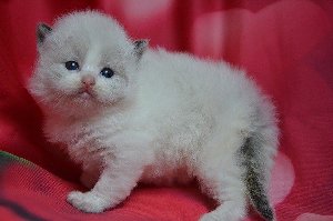 GCCF  RADGOLL KITTENS FOR SALE Picture