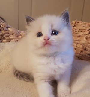 GCCF  RADGOLL KITTENS FOR SALE Picture