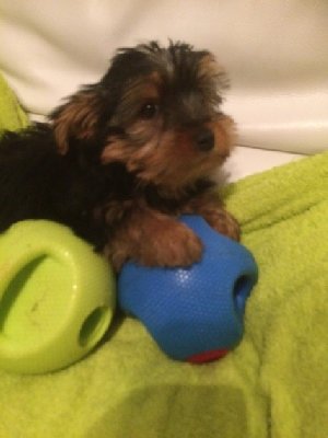 yorkie puppis ready for new homes  Picture