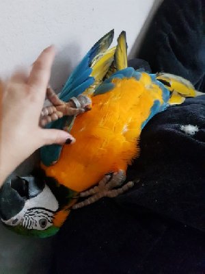 Amazing Blue And Gold Macaw Picture