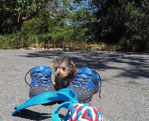 Super Cute Yorkshire Terrier Puppie offer Dogs & Puppies