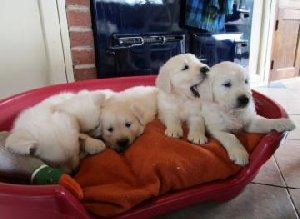 Golden Retriever Puppies  Picture