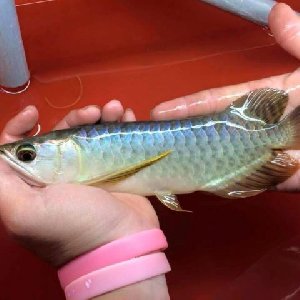 we  do  have   a  list  of  arowana offer Fish