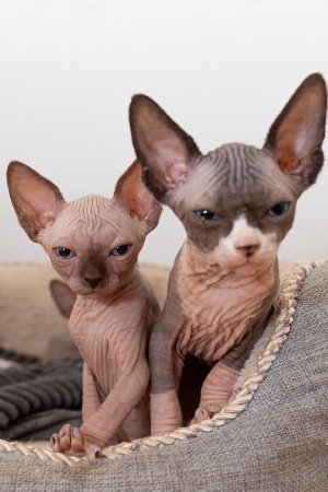 gorgeous Sphynx kittens for sale. Picture
