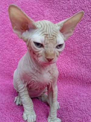 gorgeous Sphynx kittens for sale. Picture