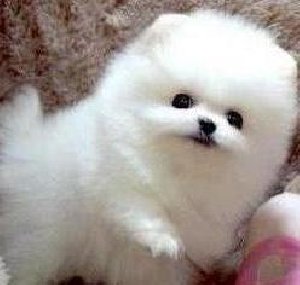  Ready now,Pure breed White Pomeranian Teddy bear boys & girls available.  offer Dogs & Puppies
