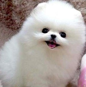  Ready now,Pure breed White Pome... Picture