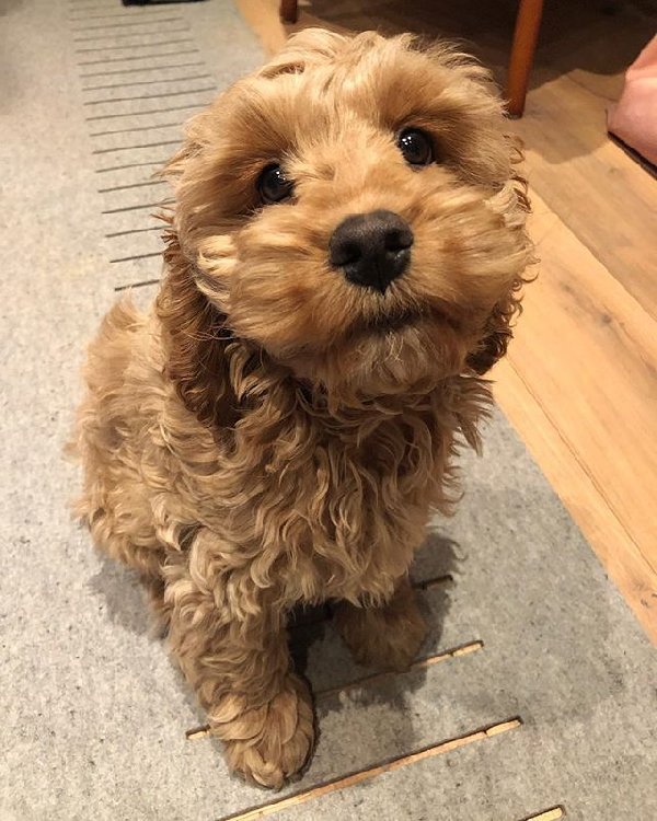 cockapoo puppies for sale in moray