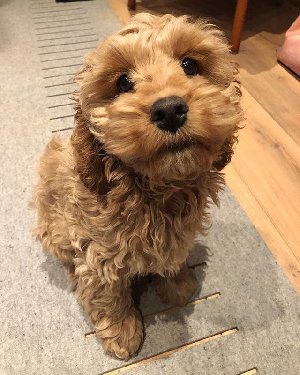 F1 male and female cockapoo puppies  offer Dogs & Puppies