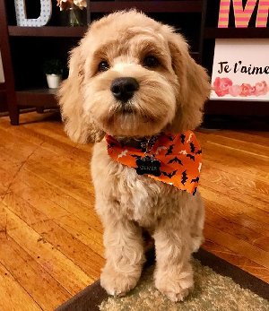 F1 male and female cockapoo pupp... Picture