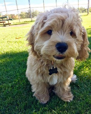 F1 male and female cockapoo pupp... Picture