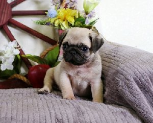 Beautiful fawn pug puppies offer Dogs & Puppies