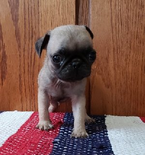 Beautiful fawn pug puppies Picture