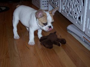 Stunning french bulldog puppy Picture