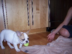 Stunning french bulldog puppy Picture