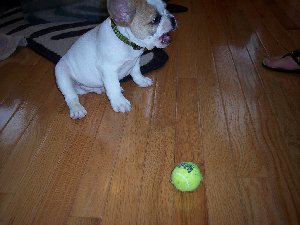 Stunning french bulldog puppy Picture
