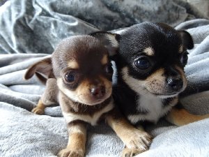 Tiny Chihuahua's For Sale Kc Registered offer Dogs & Puppies