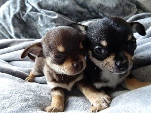 Tiny Chihuahua's For Sale Kc Reg... Picture