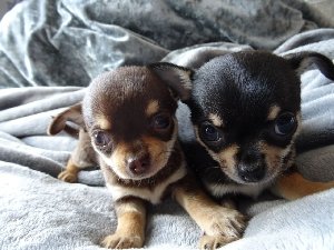 Tiny Chihuahua's For Sale Kc Reg... Picture