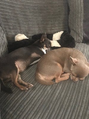 Tiny Chihuahua's For Sale Kc Reg... Picture