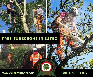 TREE SURGEON ESSEX | Essex's Leading Tree Surgeons offer Landscape & Gardening