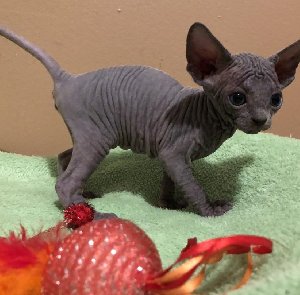 Wonderful sphynx kittens ready f... Picture