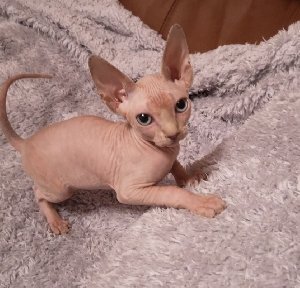 Wonderful sphynx kittens ready f... Picture