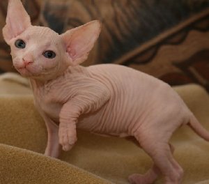Wonderful sphynx kittens ready f... Picture