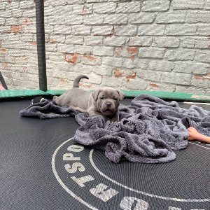 kc registered blue Staffordshire bull terrier pups  offer Dogs & Puppies