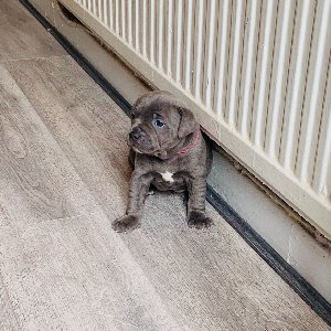 kc registered blue Staffordshire... Picture