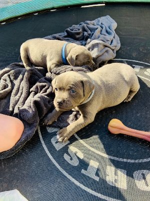 kc registered blue Staffordshire... Picture