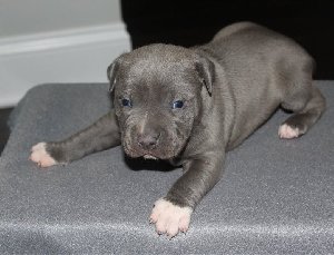 kc registered blue Staffordshire... Picture