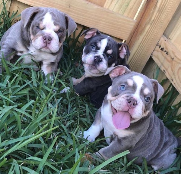 English Bulldog puppies for sale Picture
