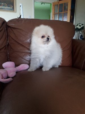 AKC Reg. Pomeranian puppies. Picture