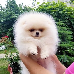 AKC Reg. Pomeranian puppies. Picture