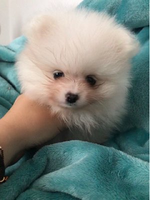 AKC Reg. Pomeranian puppies. Picture